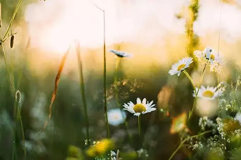Illustration de Inventaire du patrimoine naturel par Charente Nature