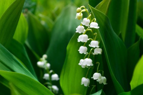 Troc plantes + Repas brin d'aillet > jeudi 1er mai
